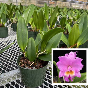 Rlc. Volcano Feeling 'Volcano Queen' (5.5" Pot) - Not Blooming Rlc. Volcano Feeling 'Volcano Queen' (5.5" Pot) - Not Blooming