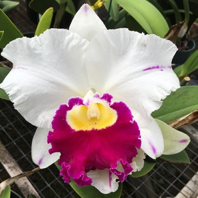 Rlc. Pamela Shell's Volcano Delight 'Volcano Queen'