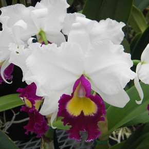 C. Leslie Lynn Bassi 'Volcano Queen'