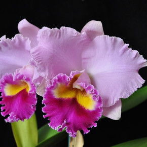 Rlc. Joy Sokabe 'Shining'