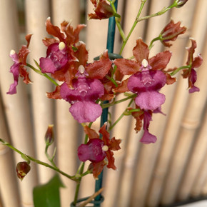 Onc. Pacific Sunrise 'Hakalau' (First Bloom)