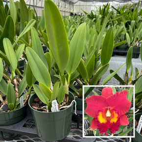 Rlc. Forever Love 'Volcano Queen' (5.5