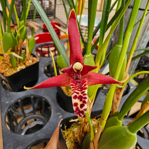 Maxillaria tenuifolia 'Haupia' (Plant Only - 4" Pot)