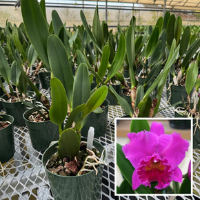 Rlc. Haruko Kanzaki 'Volcano Queen' (5.5" Pot) - Not Blooming