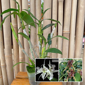 Dendrobium Bougainville x spectabile (Plant Only - 4" Pot)