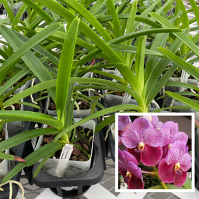 Vanda Lenavat x Vanda Kultana Red (4" Pot) - Not Blooming Vanda Lenavat x Vanda Kultana Red (4" Pot) - Not Blooming