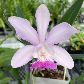 C. intermedia 'Aranbeem' x C. walkeriana 'Midnight Blue' (Single Bud)