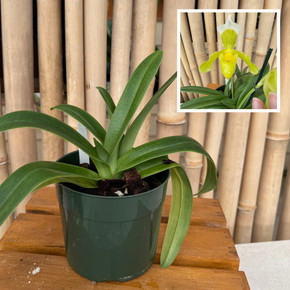 Paph. insigne v. sanderae x sib (5.5" Pot) - Not Blooming