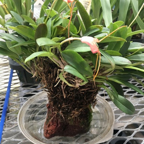 Assorted Masdevallia on Rock (Std)