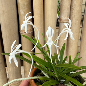 Neofinetia falcata (Clay Pot - 3") - Plant Only