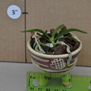 Aerangis luteo-alba in Decorative Ceramic Pot (Plant Only)