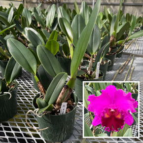 Rlc. Mitsuo Akatsuka 'Volcano Queen' (5.5