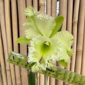 Rlc. Golf Green 'Hair Pig' JC/AOS (5" Pot) - Not Blooming