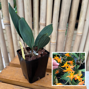 Stenocoryne aureofulva x sib (4" pot) - Not Blooming Stenocoryne aureofulva x sib (4" pot) - Not Blooming