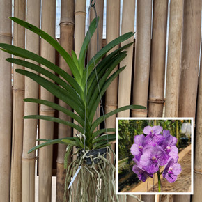 Vanda Somsri Blue Classic x V. Chulee (Hanging Basket)-Not Blooming Vanda Somsri Blue Classic x V. Chulee (Hanging Basket)-Not Blooming