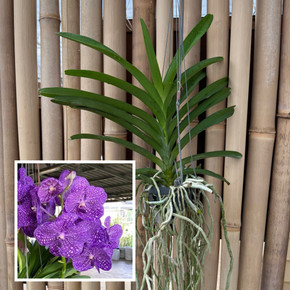 Vanda Somsri Blue Classic x Fahmui (Hanging Basket) - Not Blooming Vanda Somsri Blue Classic x Fahmui (Hanging Basket) - Not Blooming
