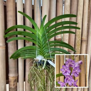 Vandachostylis Jularax (Hanging Basket) - Not Blooming Vandachostylis Jularax (Hanging Basket) - Not Blooming