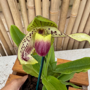 Paph. Prime Child '#2' x Avalon Delight '#2' Paph. Prime Child '#2' x Avalon Delight '#2'