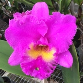 Rlc. Larry Nishikawa 'Volcano Princess' (5.5" Pot) - Buds Rlc. Larry Nishikawa 'Volcano Princess' (5.5" Pot) - Buds