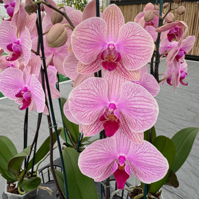 Phal. Tropic Wonderland (Double Spike) - OPEN BLOOMS Phal. Tropic Wonderland (Double Spike) - OPEN BLOOMS