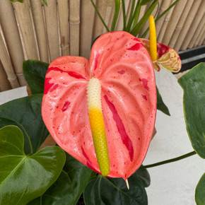 Koi Shibori Anthurium (5.5" Pot) Koi Shibori Anthurium (5.5" Pot)