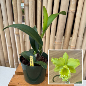 Rlc. Sung Ya Green 'Mailman' (5.5" Pot) - Not Blooming