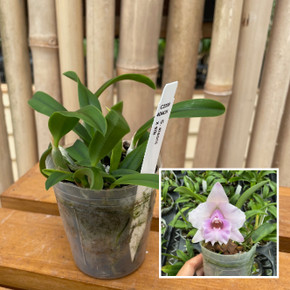 C. alaorii x sib (3" Pot) - Not Blooming