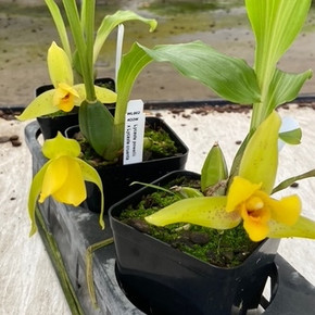Lycaste powellii x cruenta (4" Pot) - Not Blooming Lycaste powellii x cruenta (4" Pot) - Not Blooming