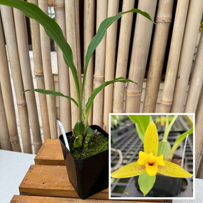 Lycaste powellii x cruenta (4" Pot) - Not Blooming Lycaste powellii x cruenta (4" Pot) - Not Blooming