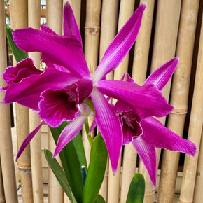 C. purpurata x sib ('Raspberry' x Double Flame') - 5" pot (Not Blooming) C. purpurata x sib ('Raspberry' x Double Flame') - 5" pot (Not Blooming)