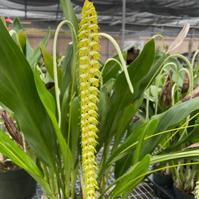 Dendrochilum magnum 'HOF Select' (5.5" Pot) - Double Spikes Dendrochilum magnum 'HOF Select' (5.5" Pot) - Double Spikes