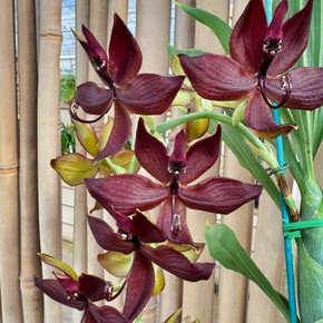 Cyc. Cygnus Atratus x Cyc. Brown's Choice 'Spotted Swan' (4" Pot) - Male Flowers Cyc. Cygnus Atratus x Cyc. Brown's Choice 'Spotted Swan' (4" Pot) - Male Flowers
