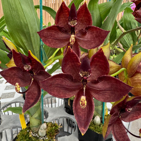 Cyc. Cygnus Atratus x Cyc. Brown's Choice 'Spotted Swan' (4" Pot) - Male Flowers Cyc. Cygnus Atratus x Cyc. Brown's Choice 'Spotted Swan' (4" Pot) - Male Flowers
