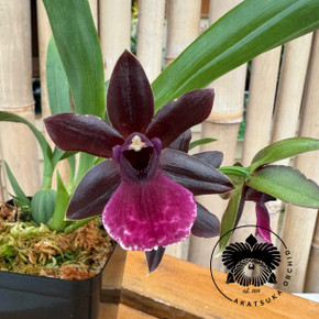 Pptm. La Jolla Delight 'Hilo Orchid Farm' AM/AOS (4" Pot) - Buds Pptm. La Jolla Delight 'Hilo Orchid Farm' AM/AOS (4" Pot) - Buds