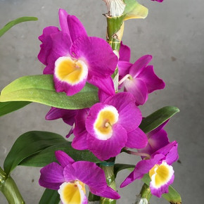 Den. Nobile -- Pink Kiss 'Comet Queen'