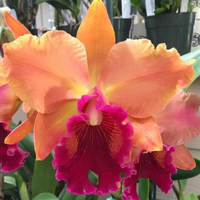 Rlc. (Kristi Yamaguchi-Chunyeah) x Rlc. Sharon King 'Yuki'