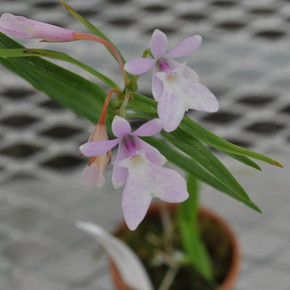 Epi. centradenium (Miniatures Species)