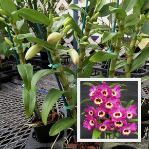 Den. Nobile -- Red Emperor 'Prince' (First Bloom)