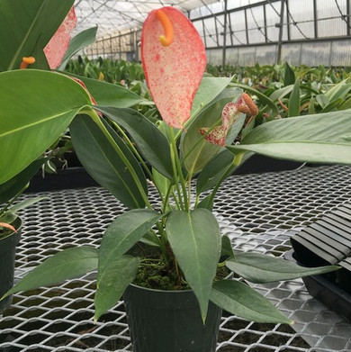 Speckled Pigtail Anthurium Plant (4" Pot) - RARE