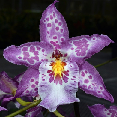 Dgmra. Shibumi 'Purple Rain'