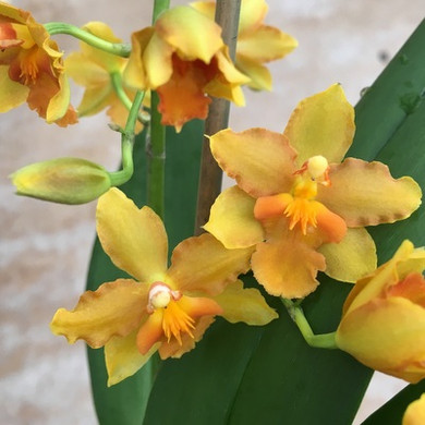 Burr. Sunkissed 'Butter Cup' (4" Pot) - Not Blooming