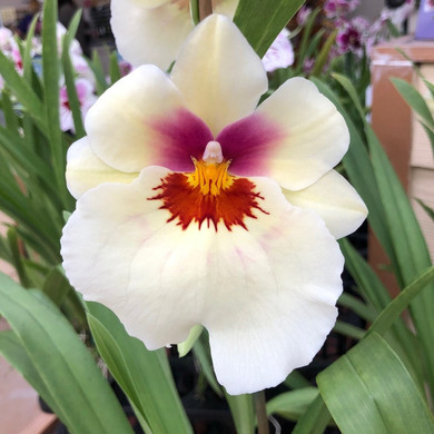 Milt. Arthur Cobbledick 'Springtime' HCC/AOS (4" Pot) - Not Blooming