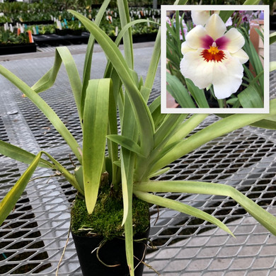 Milt. Arthur Cobbledick 'Springtime' HCC/AOS (4" Pot) - Not Blooming
