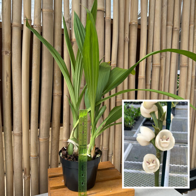 Peristeria elata x sib (6.5" pot - Large) - Not Flowering