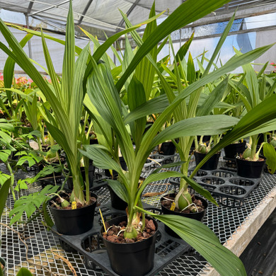 Peristeria elata x sib (6.5" pot - Large) - Not Flowering