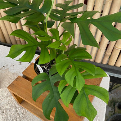 Philodendron Ginny (Mini Monstera)
