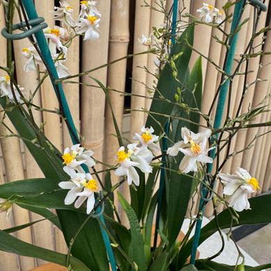 Onc. Tsiku Marguerite (4" Pot) -Multiple Spikes