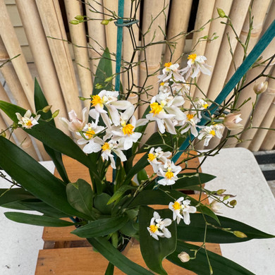 Onc. Tsiku Marguerite (4" Pot) -Multiple Spikes