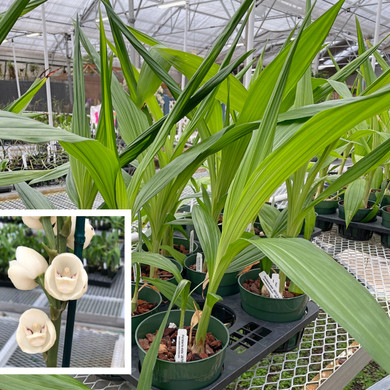 Peristeria elata x sib (6.5" pot) - Not flowering