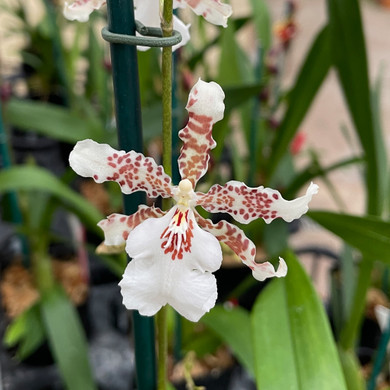 Onc. Speckle Spire ' Snowflake'